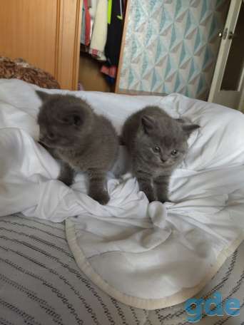 Чистокровные британские котята, фотография 4