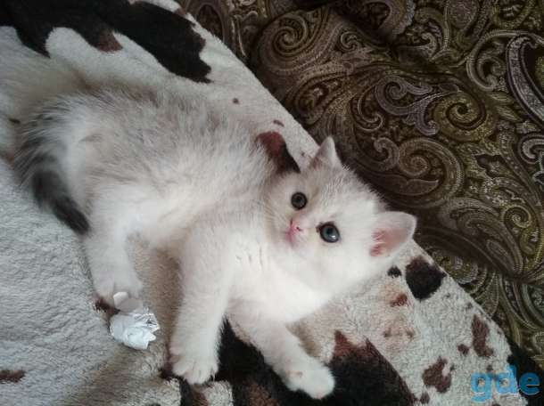 Шотландские котята, фотография 2