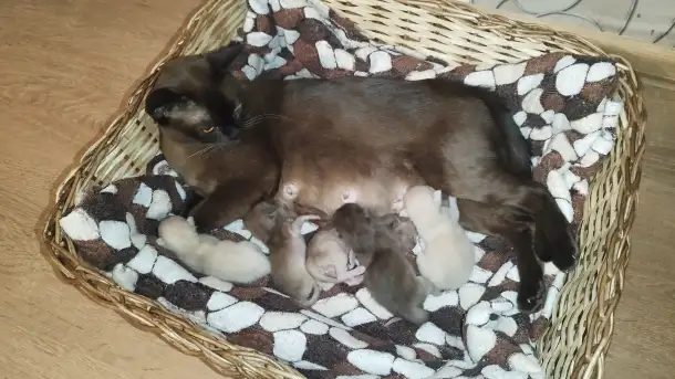 Европейская Бурма котята Бронирование, фотография 4