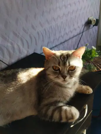 Котята Скоттиш-Страйт, фотография 9