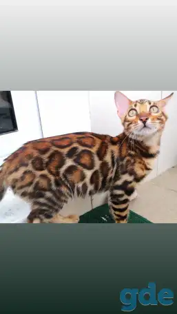 Бенгальские котята разного возраста и окраса, фотография 1