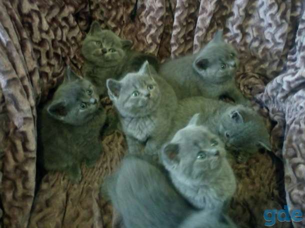 Британские котята, фотография 1