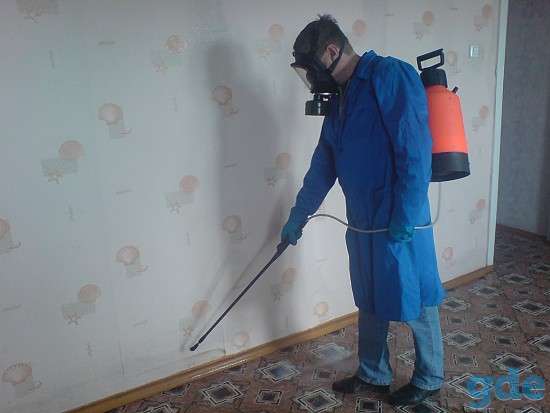 Избавление от мышей, клещей, клопов, тараканов холодным туманом., фотография 1