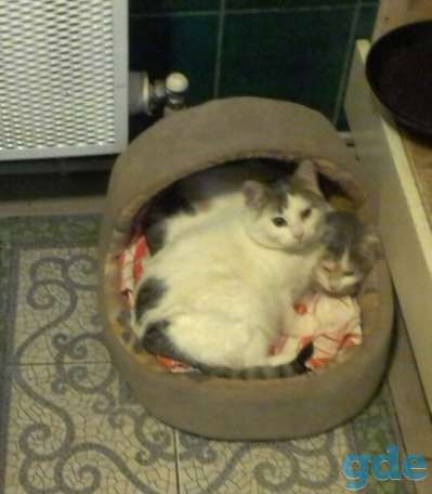 Котики в дар, фотография 1