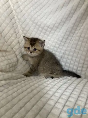 Шотландские котята голубая золотая шиншилла, фотография 6