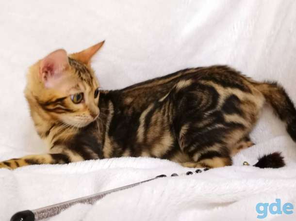 Бенгальские котята, фотография 8
