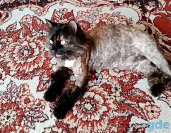 груминг котов, фотография 1