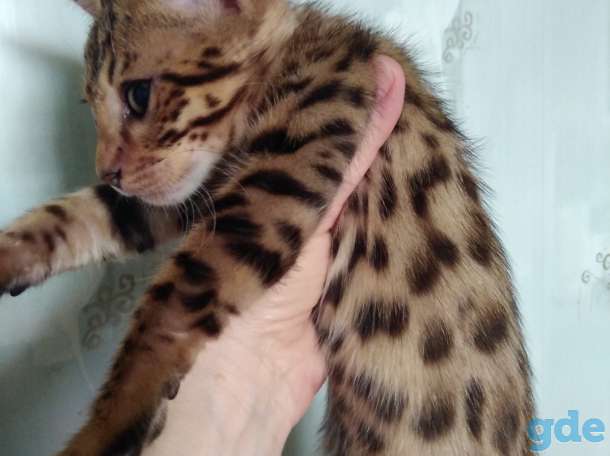 Роскошные котики, фотография 3