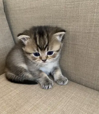 Шотландские котята, фотография 8