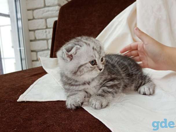 Продаю вислоухих шотландских котят, фотография 1