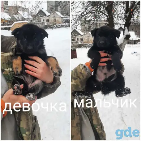 Щенки немецкой овчарки, фотография 2