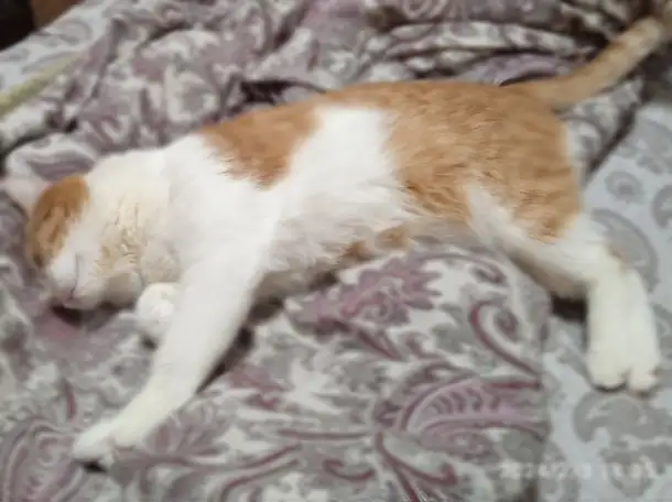 Рыжий котик Бонечка ищет дом и любящую семью!, фотография 4