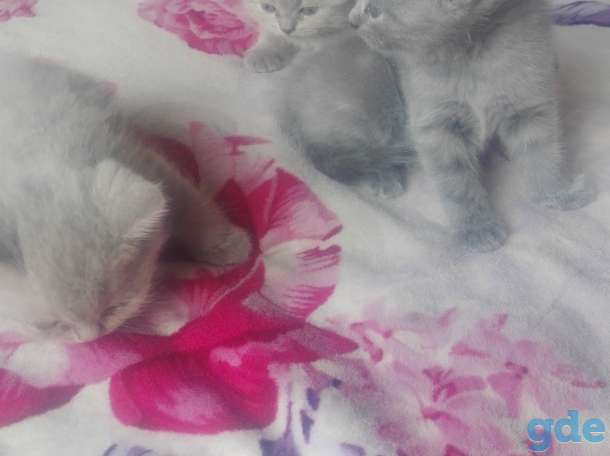 Продаются котята, фотография 2