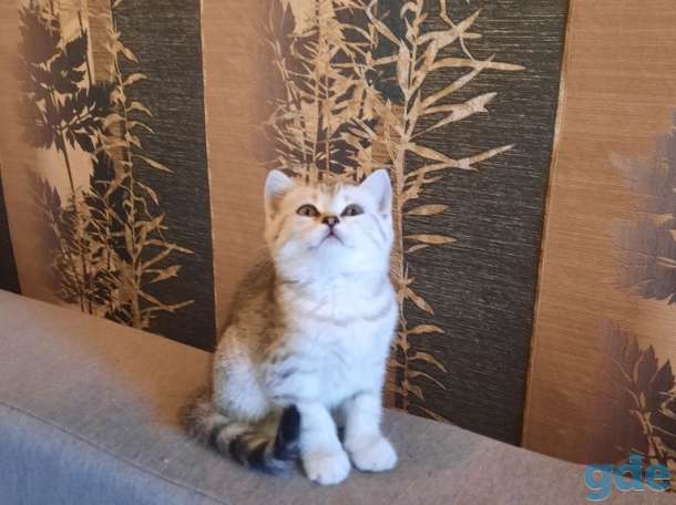 Шотландские котята, фотография 3