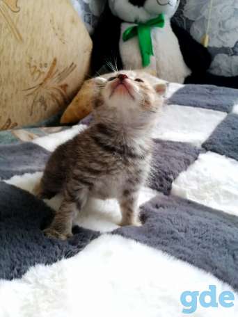 Шотландские котята, фотография 7