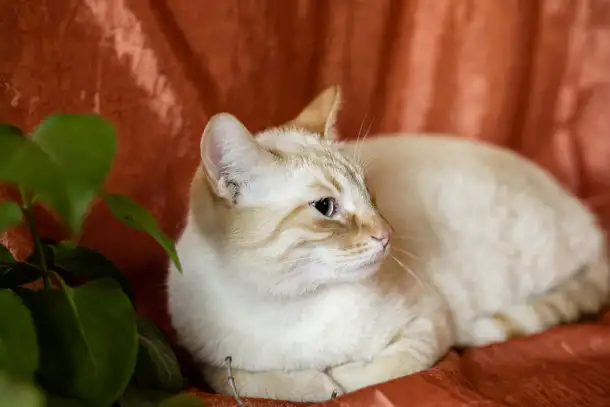 Нежный и красивый котик Беня в дар, фотография 5
