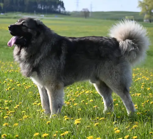 Кавказская овчарка чемпион для вязки, фотография 8