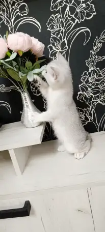 Шотландский котенок, фотография 3