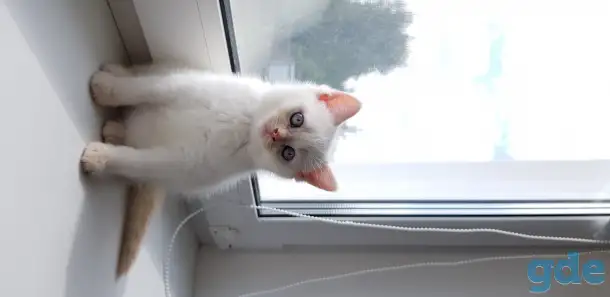 Котята шотландской короткошерстной, фотография 1