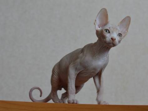 Канадский сфинкс котята, фотография 2