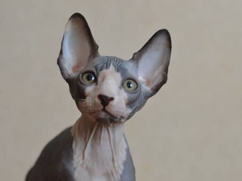 Канадский сфинкс котята, фотография 5