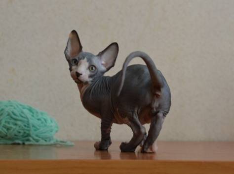 Канадский сфинкс котята, фотография 6