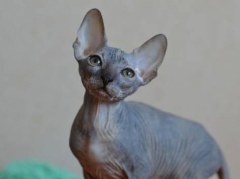 Канадский сфинкс котята, фотография 8
