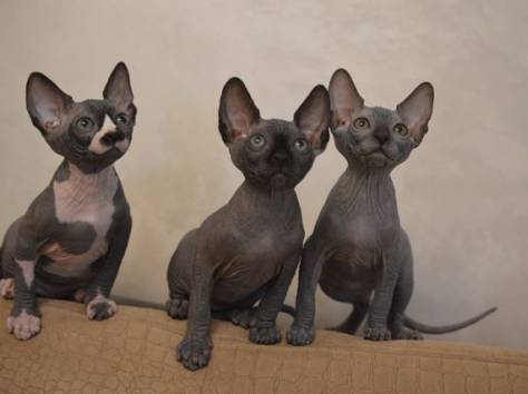Канадский сфинкс котята, фотография 11