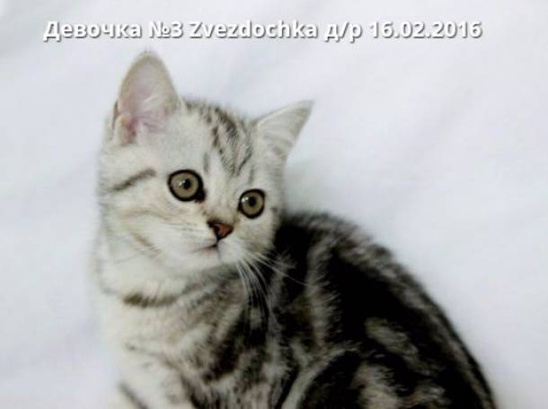 Шотландские котята, фотография 3