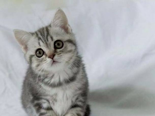 Шотландские котята, фотография 11