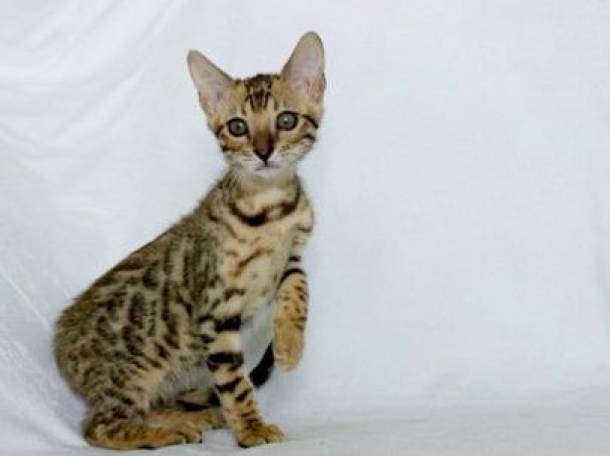 Бенгальские котята, фотография 4