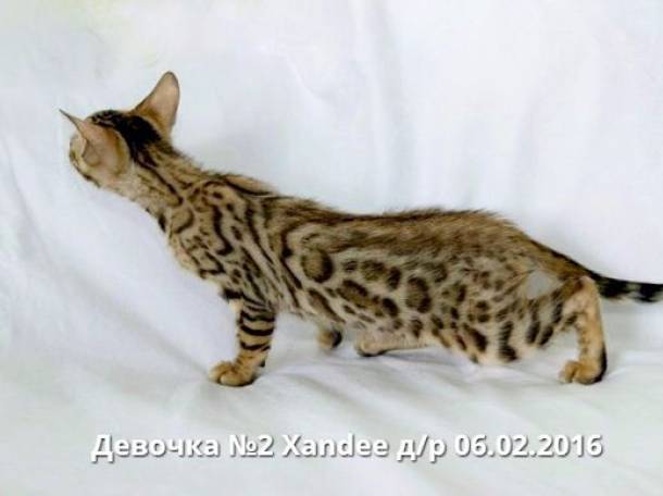 Бенгальские котята, фотография 5