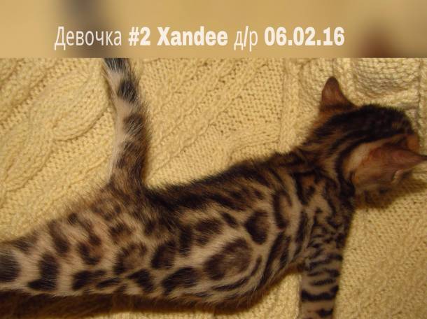 Бенгальские котята, фотография 7