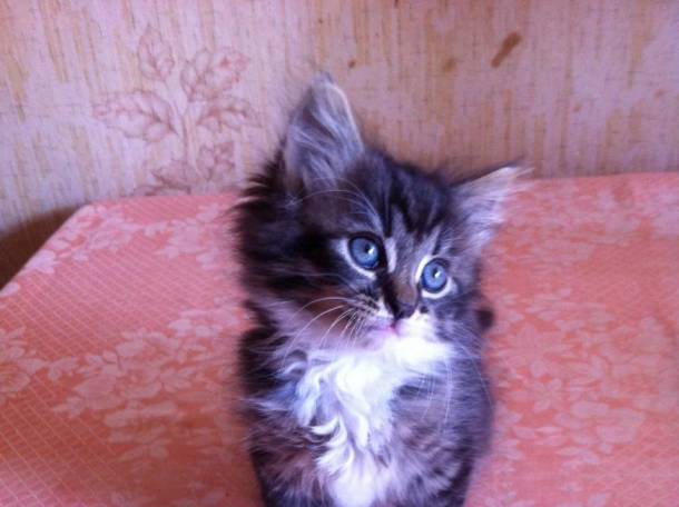 подарю котенка, фотография 1