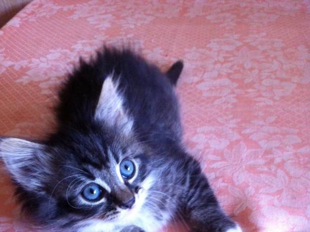 подарю котенка, фотография 2