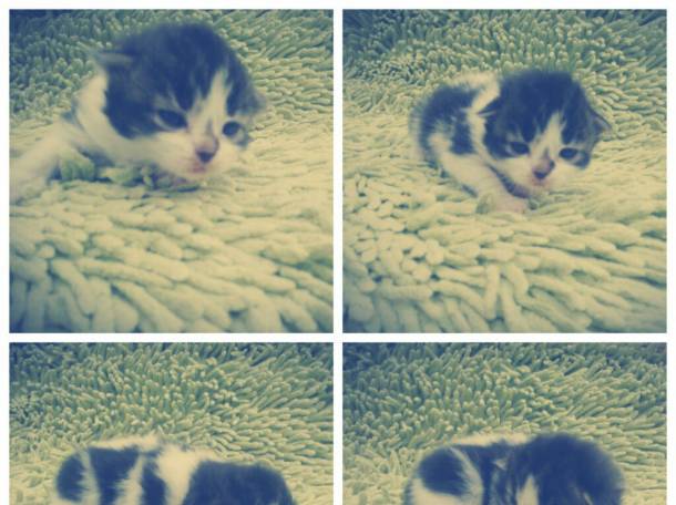 Котята в дар , фотография 2