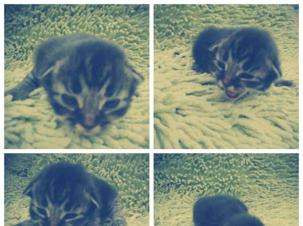 Котята в дар , фотография 3