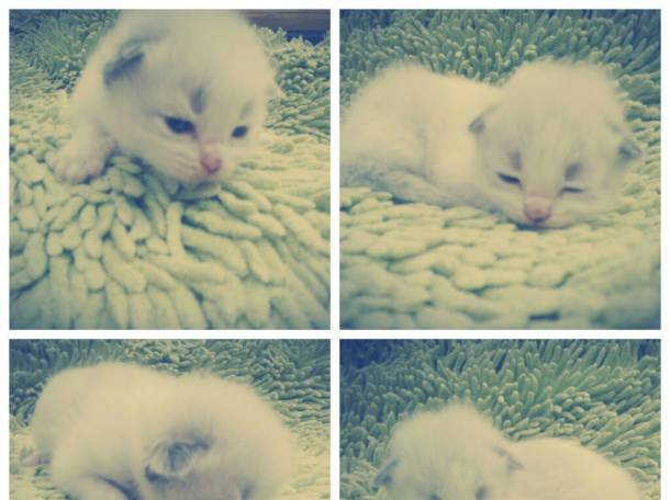 Котята в дар , фотография 5