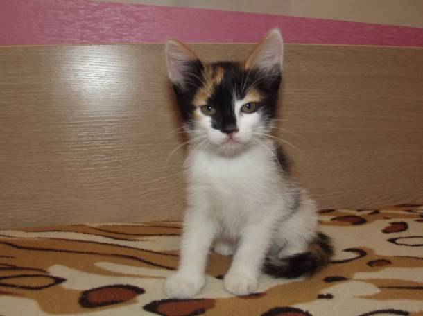 Котенок в добрые руки, фотография 3