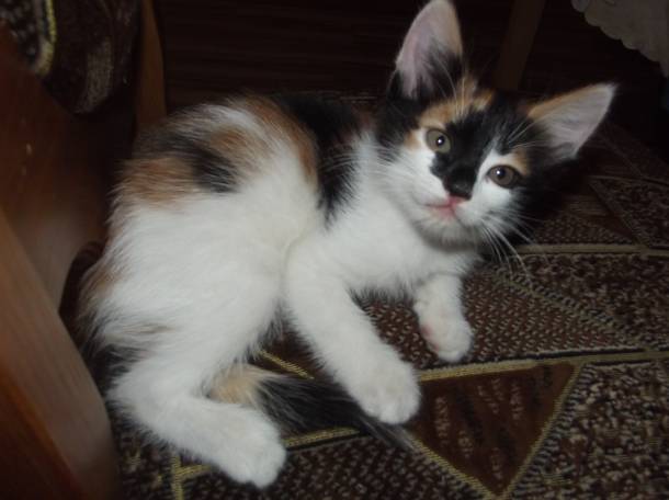 Котенок в добрые руки, фотография 4