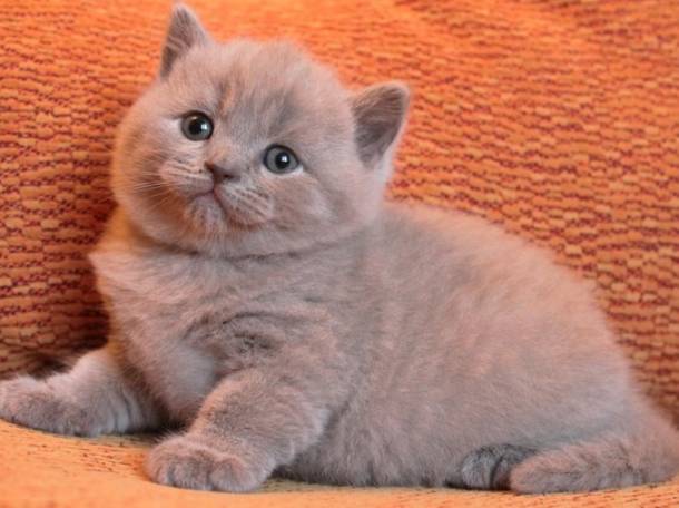 Британские котята, фотография 2