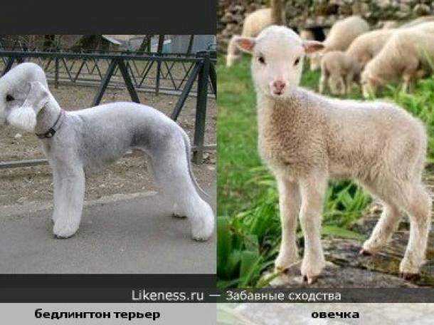  Высокопородные щенки Бедлингтон-терьер, фотография 4