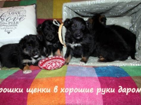 Крошки-щенки в дар , в добрые руки!, фотография 3