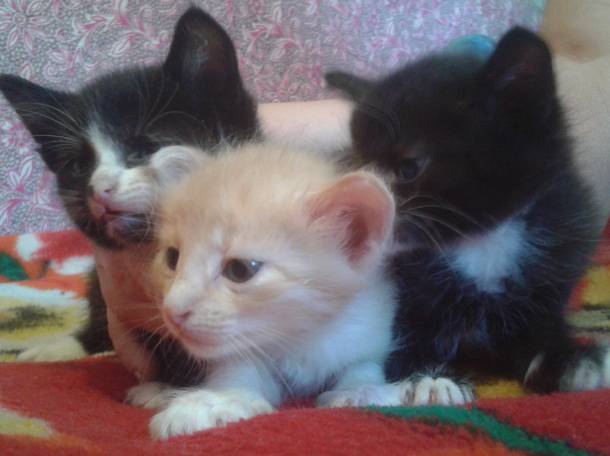 Отдам домашних котят, фотография 1