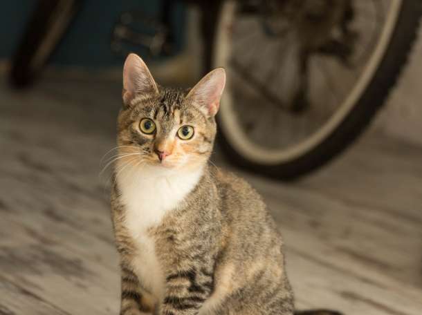 Кошечка Мандаринка, фотография 5