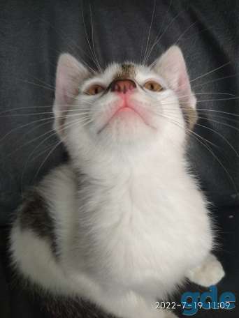 Котенок мальчик, фотография 4
