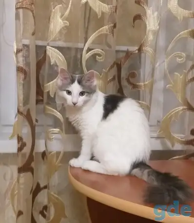 Кошка ищет любящую семью, фотография 1