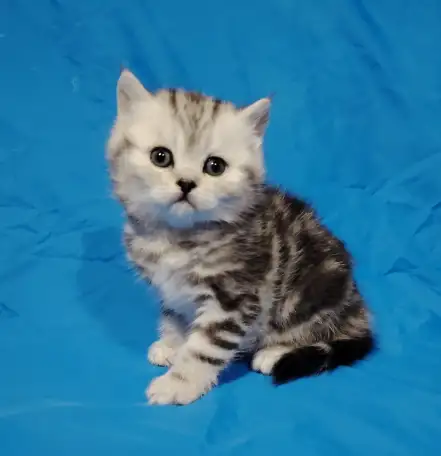 Котята кот и кошка., фотография 3