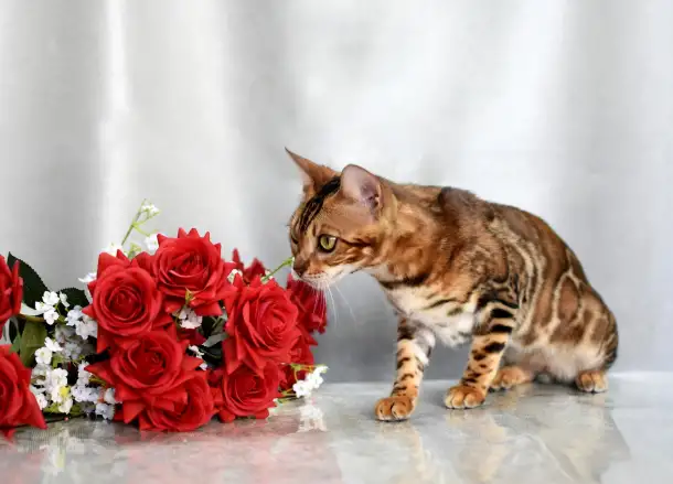 Шикарная бенгальская кошечка, фотография 6