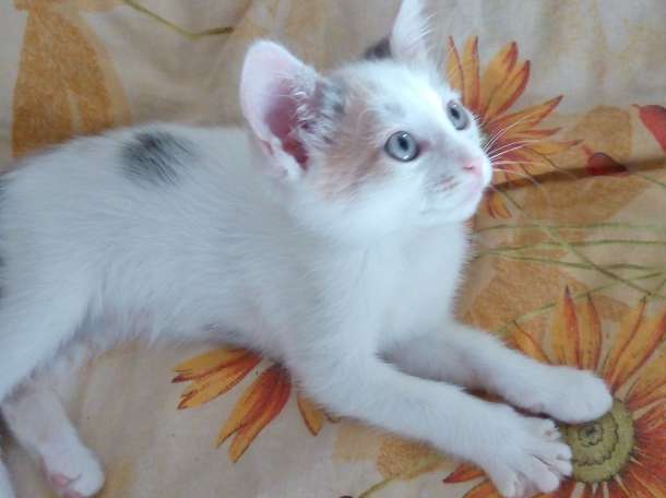 Котята в дар, фотография 6